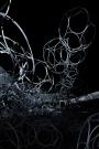 Tomas Saraceno